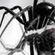 Illustration for article titled Stop Using Blowtorches to Kill Spiders in Your House